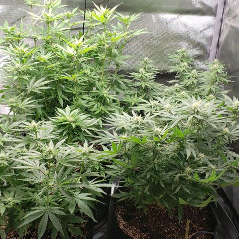 T-Dub (Trainwreck Heirloom) growlog timeline photo