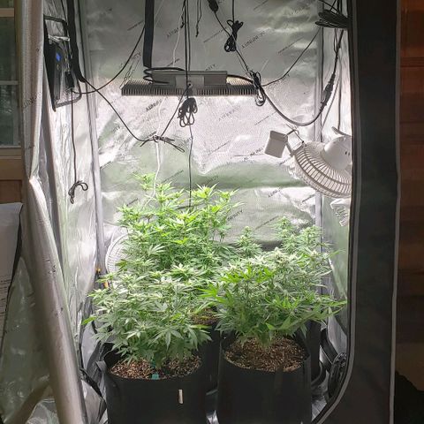 T-Dub (Trainwreck Heirloom) growlog timeline photo