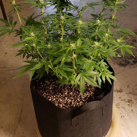 T-Dub (Trainwreck Heirloom) growlog photo: 19x16x16.5 inches