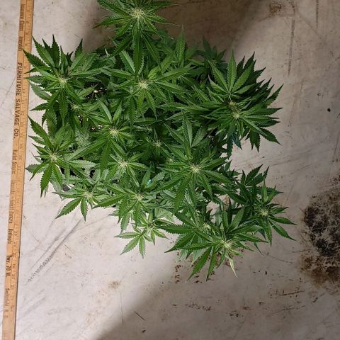 T-Dub (Trainwreck Heirloom) growlog photo: 19x16x16.5 inches