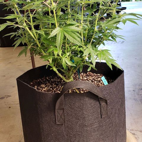 T-Dub (Trainwreck Heirloom) growlog photo: 19x16x16.5 inches