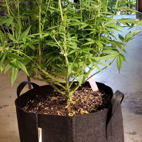 Hot Mess growlog photo: 21x20x21.5 inches