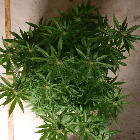 Hot Mess growlog photo: 21x20x21.5 inches
