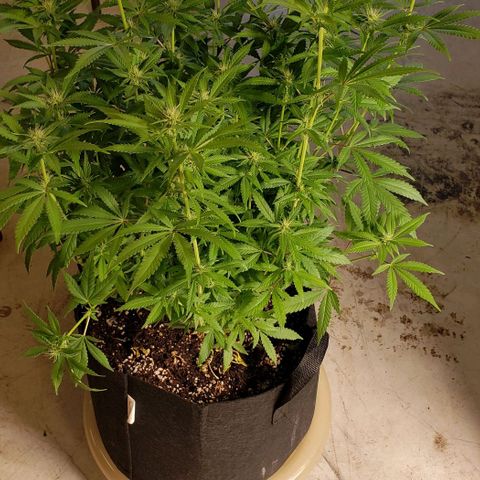 Hot Mess growlog photo: 21x20x21.5 inches