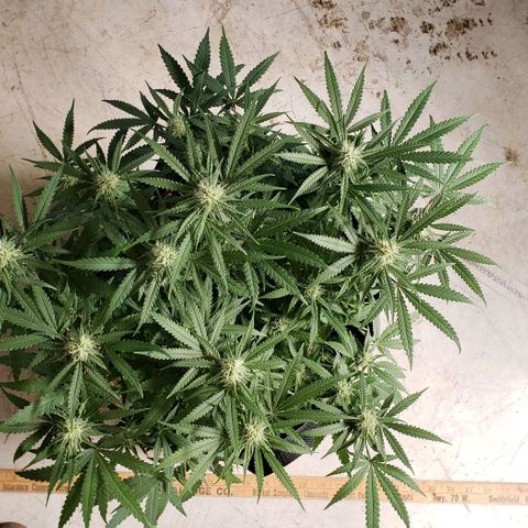 Girl Scout Cookie Extreme growlog photo: 20x17x15 inches