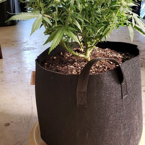 Girl Scout Cookie Extreme growlog photo: 20x17x15 inches