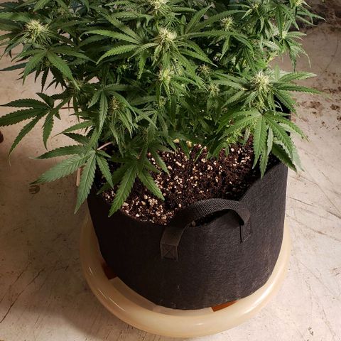Girl Scout Cookie Extreme growlog photo: 20x17x15 inches