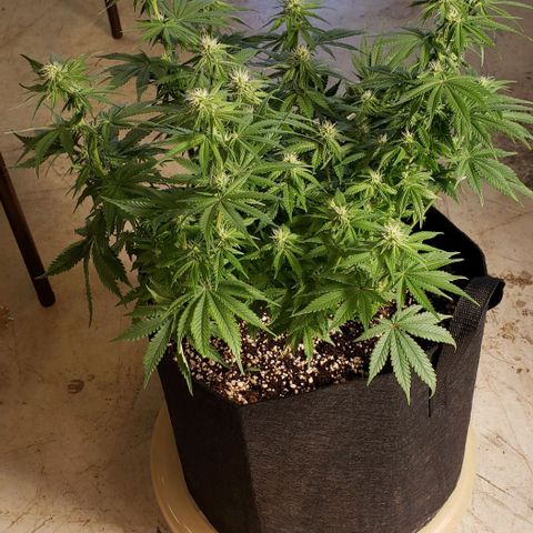 Trainwreck (Arcata cut) growlog photo: 18x16x14 inches