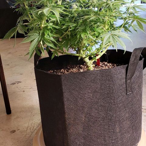 Trainwreck (Arcata cut) growlog photo: 18x16x14 inches