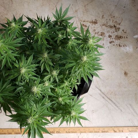 Trainwreck (Arcata cut) growlog photo: 18x16x14 inches