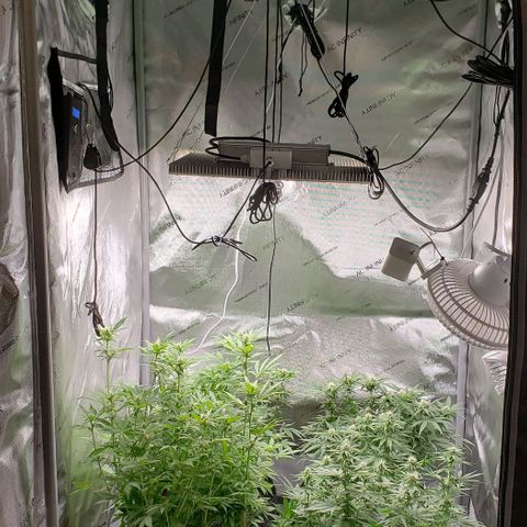 T-Dub (Trainwreck Heirloom) growlog timeline photo