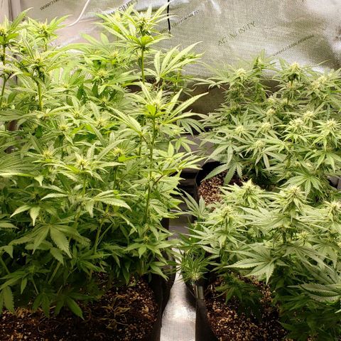 T-Dub (Trainwreck Heirloom) growlog timeline photo