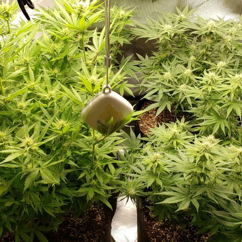 T-Dub (Trainwreck Heirloom) growlog timeline photo
