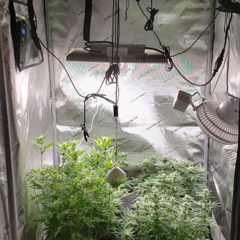 T-Dub (Trainwreck Heirloom) growlog timeline photo