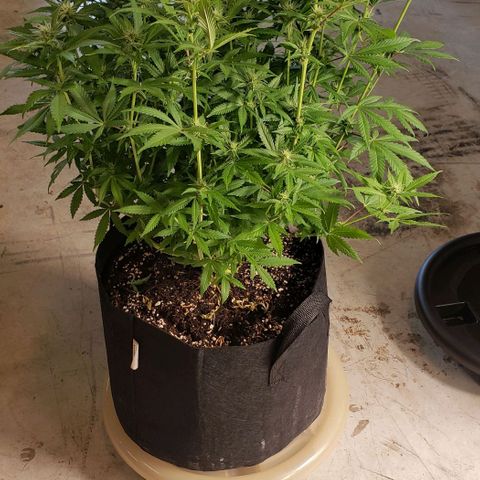 Hot Mess growlog timeline photo