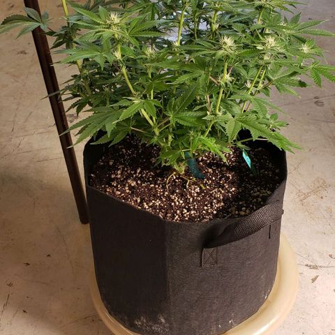 T-Dub (Trainwreck Heirloom) growlog timeline photo