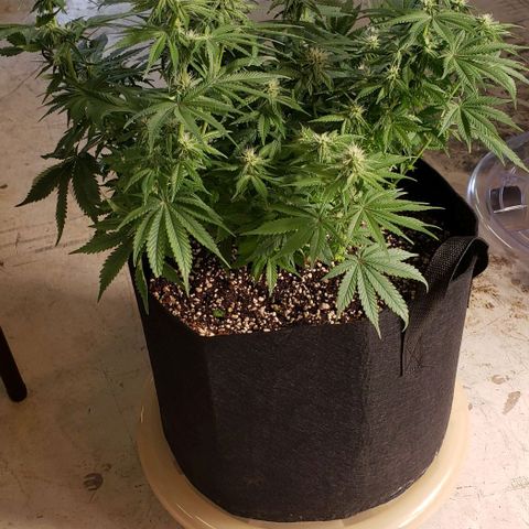 Trainwreck (Arcata cut) growlog timeline photo