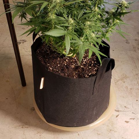 Girl Scout Cookie Extreme growlog timeline photo