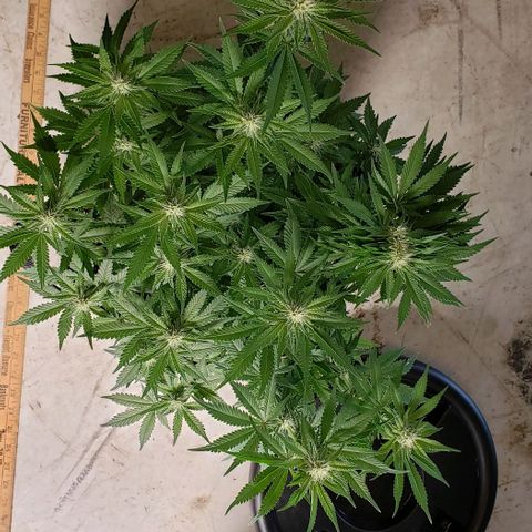 T-Dub (Trainwreck Heirloom) growlog photo: 18x17x17 inches