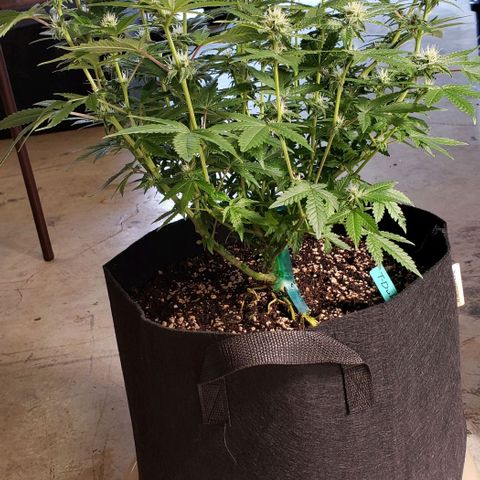 T-Dub (Trainwreck Heirloom) growlog photo: 18x17x17 inches