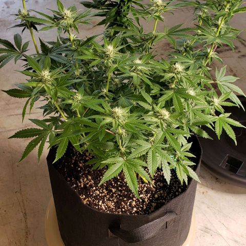 T-Dub (Trainwreck Heirloom) growlog photo: 18x17x17 inches