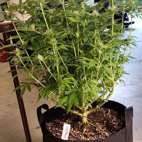 Hot Mess growlog photo: 20x19x22 inches