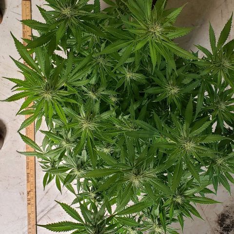 Hot Mess growlog photo: 20x19x22 inches