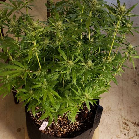 Hot Mess growlog photo: 20x19x22 inches