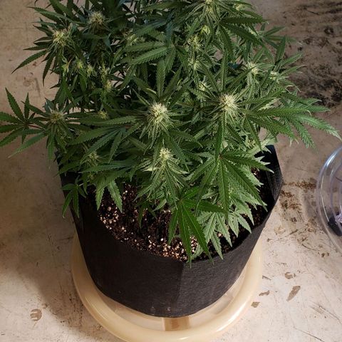 Girl Scout Cookie Extreme growlog photo: 20x19x15 inches