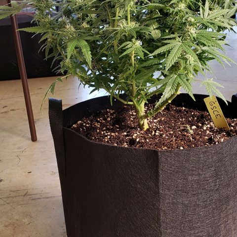 Girl Scout Cookie Extreme growlog photo: 20x19x15 inches