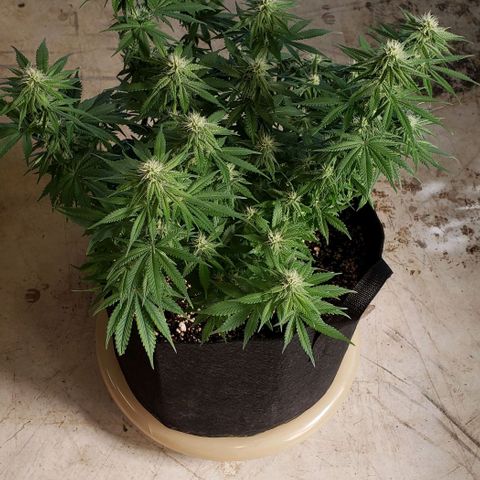 Trainwreck (Arcata cut) growlog photo: 18.5x17x15 inches