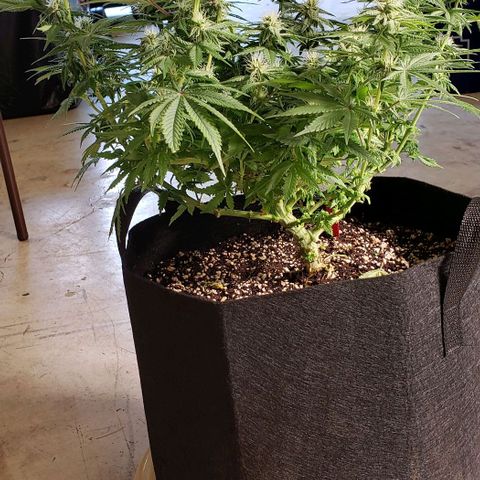 Trainwreck (Arcata cut) growlog photo: 18.5x17x15 inches