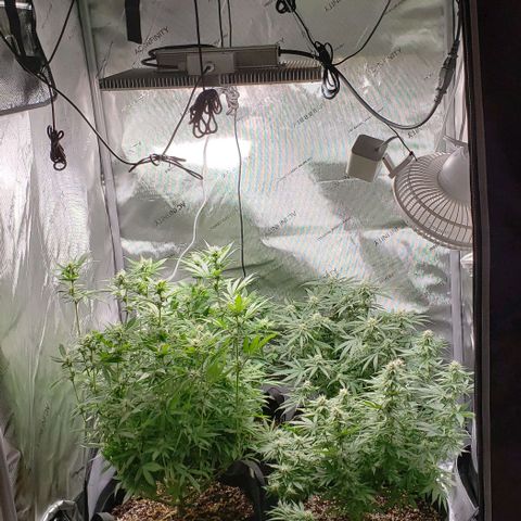 T-Dub (Trainwreck Heirloom) growlog timeline photo