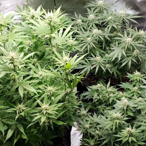 T-Dub (Trainwreck Heirloom) growlog timeline photo