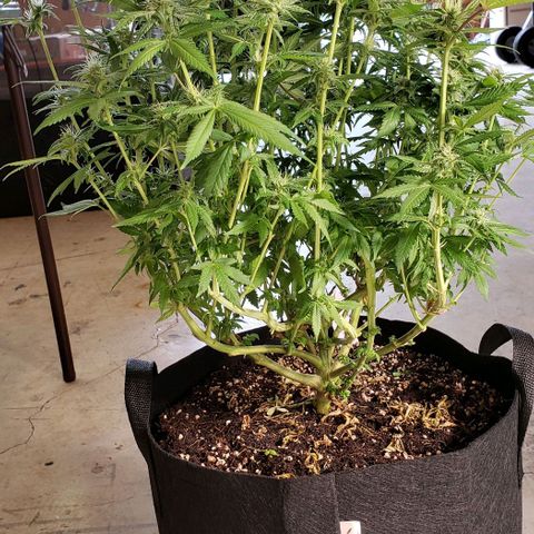 Hot Mess growlog photo: 20x20x22 inches