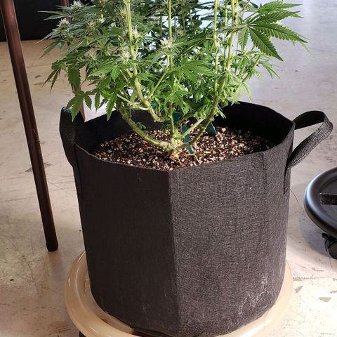 T-Dub (Trainwreck Heirloom) growlog photo: 18x17x17 inches