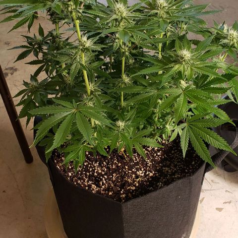 T-Dub (Trainwreck Heirloom) growlog photo: 18x17x17 inches