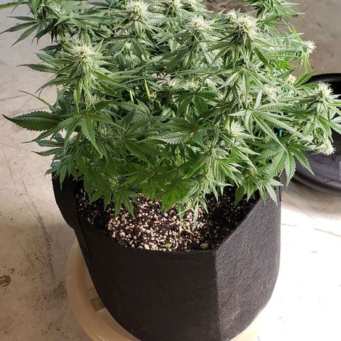 Trainwreck (Arcata cut) growlog photo: 17.5x17x15 inches