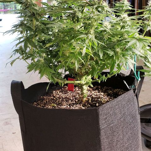 Trainwreck (Arcata cut) growlog photo: 17.5x17x15 inches