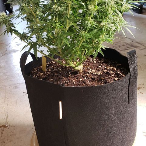 Girl Scout Cookie Extreme growlog photo: 17x15x14 inches