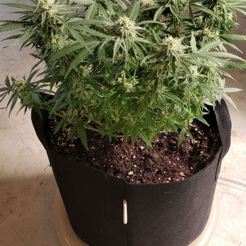 Girl Scout Cookie Extreme growlog photo: 17x15x14 inches