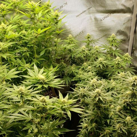 T-Dub (Trainwreck Heirloom) growlog timeline photo