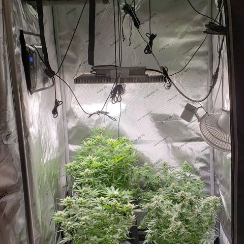 T-Dub (Trainwreck Heirloom) growlog timeline photo