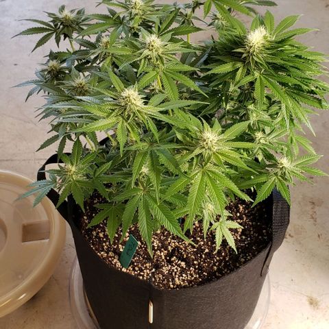 T-Dub (Trainwreck Heirloom) growlog photo: 17x17x18 inches 