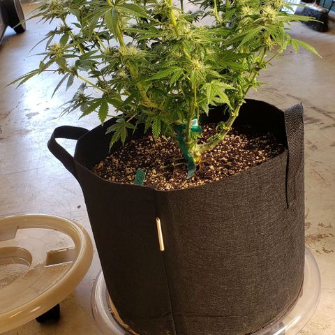 T-Dub (Trainwreck Heirloom) growlog photo: 17x17x18 inches 