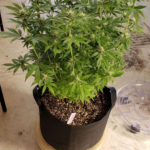 Hot Mess growlog photo: 21x20x22 inches 