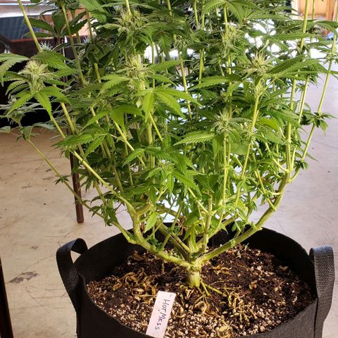 Hot Mess growlog photo: 21x20x22 inches 