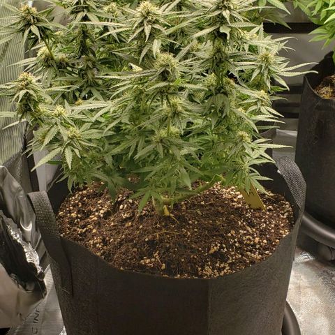 Girl Scout Cookie Extreme growlog timeline photo