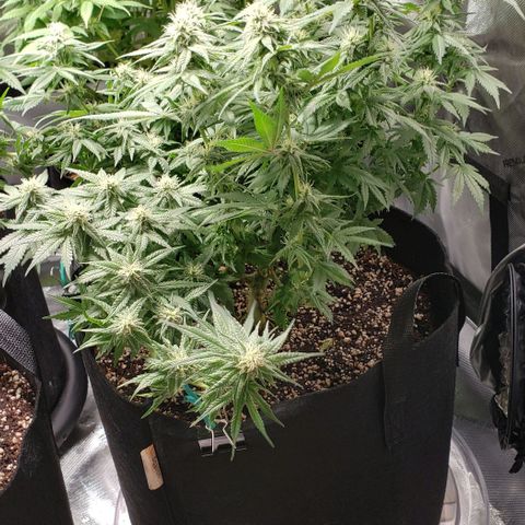 Trainwreck (Arcata cut) growlog timeline photo