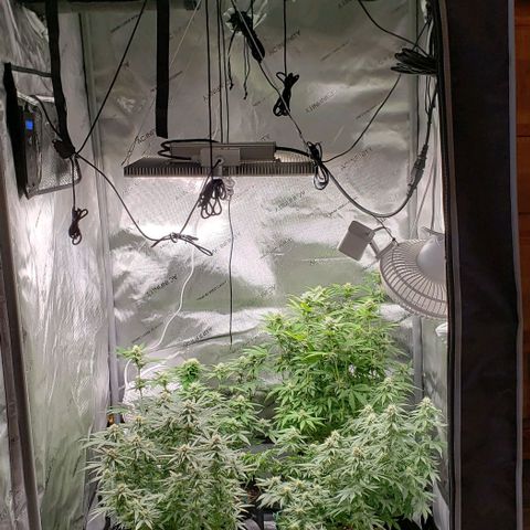 T-Dub (Trainwreck Heirloom) growlog timeline photo